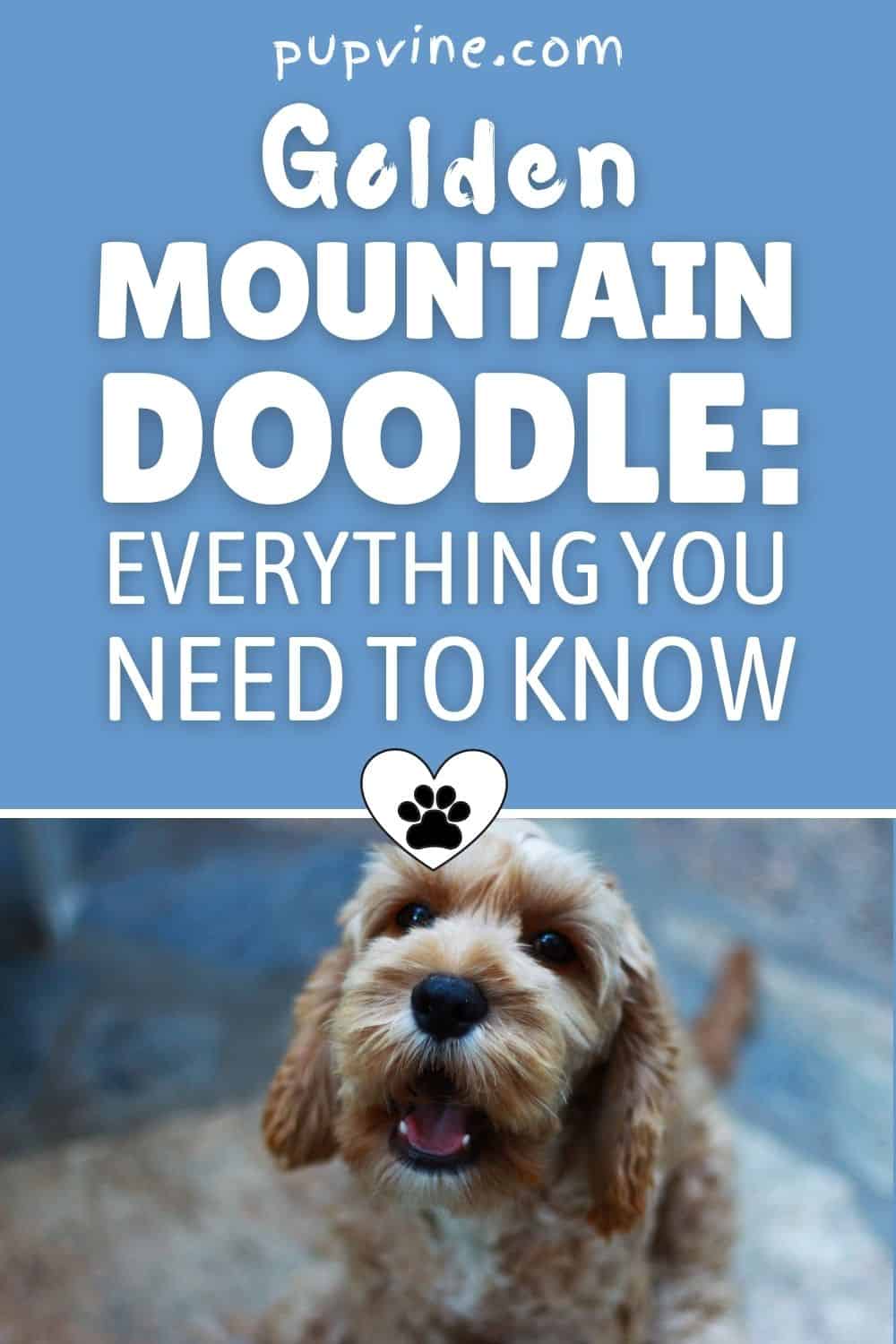 Golden Mountain Doodle: Everything You Need To Know