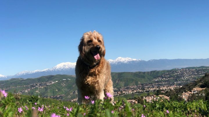 Golden Mountain Doodle: Everything You Need To Know