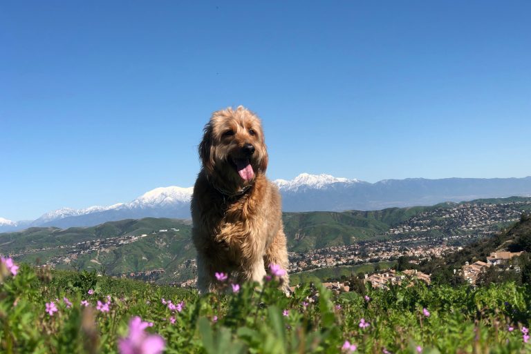 beautiful mountain golden doodle in nature