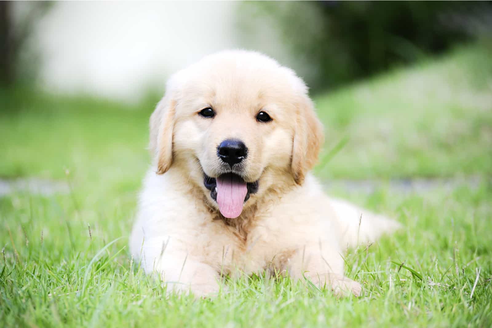 Golden Retriever puppies lying in the grass