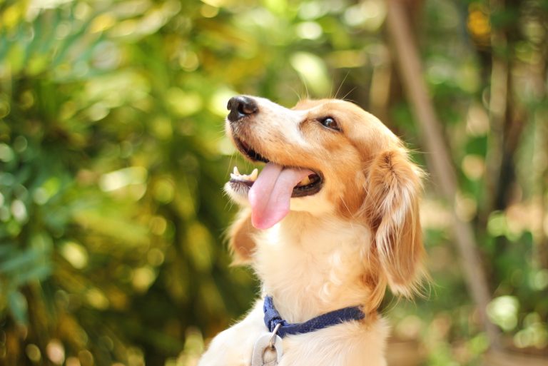 Blockhead Golden Retrievers Are They The Cutest Of Them All?