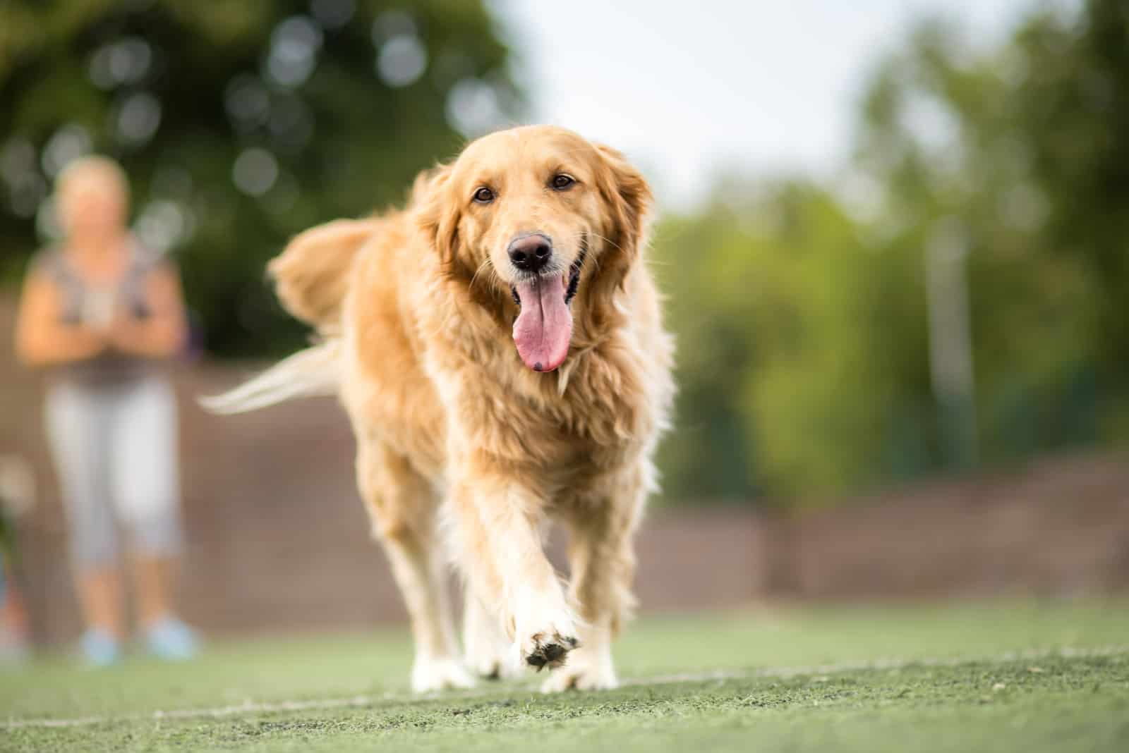 Golden retriever walking outdoor