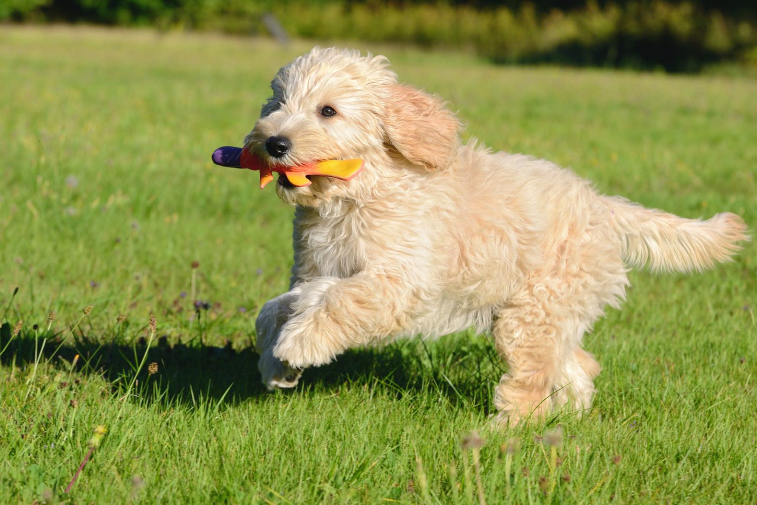 Golden Mountain Doodle Everything You Need To Know
