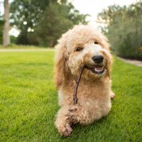 Goldendoodle puppy chews on a stick