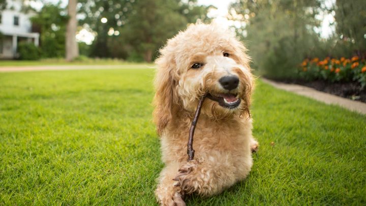 Goldendoodle Puppy Training: How To Teach Dog Obedience