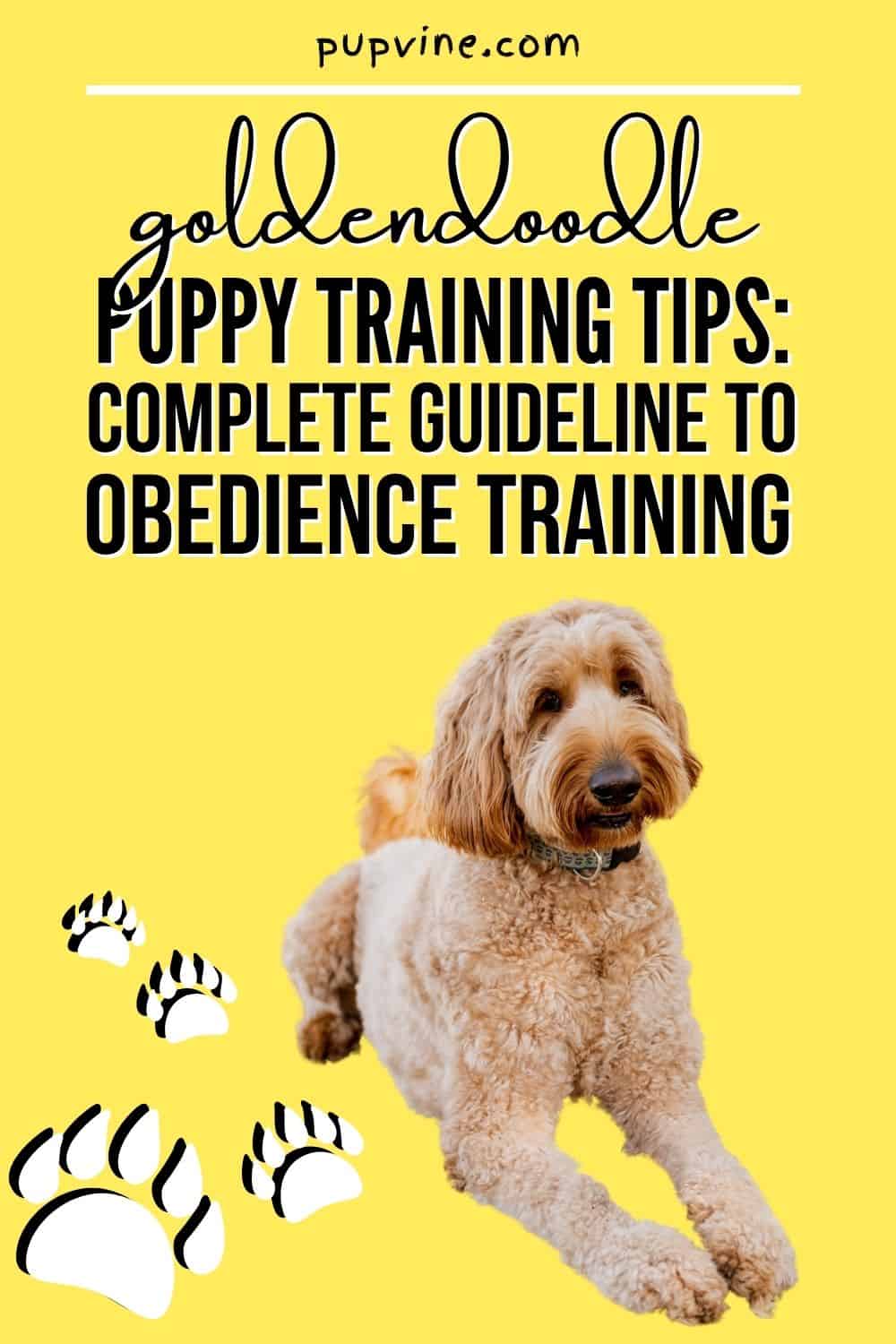 Goldendoodle Puppy Training Tips – Complete Guideline To Obedience Training