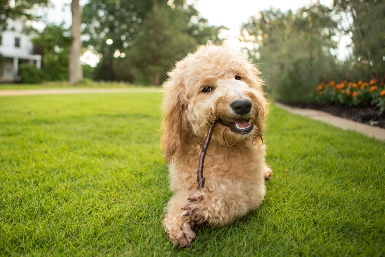 Goldendoodle puppy chews on a stick
