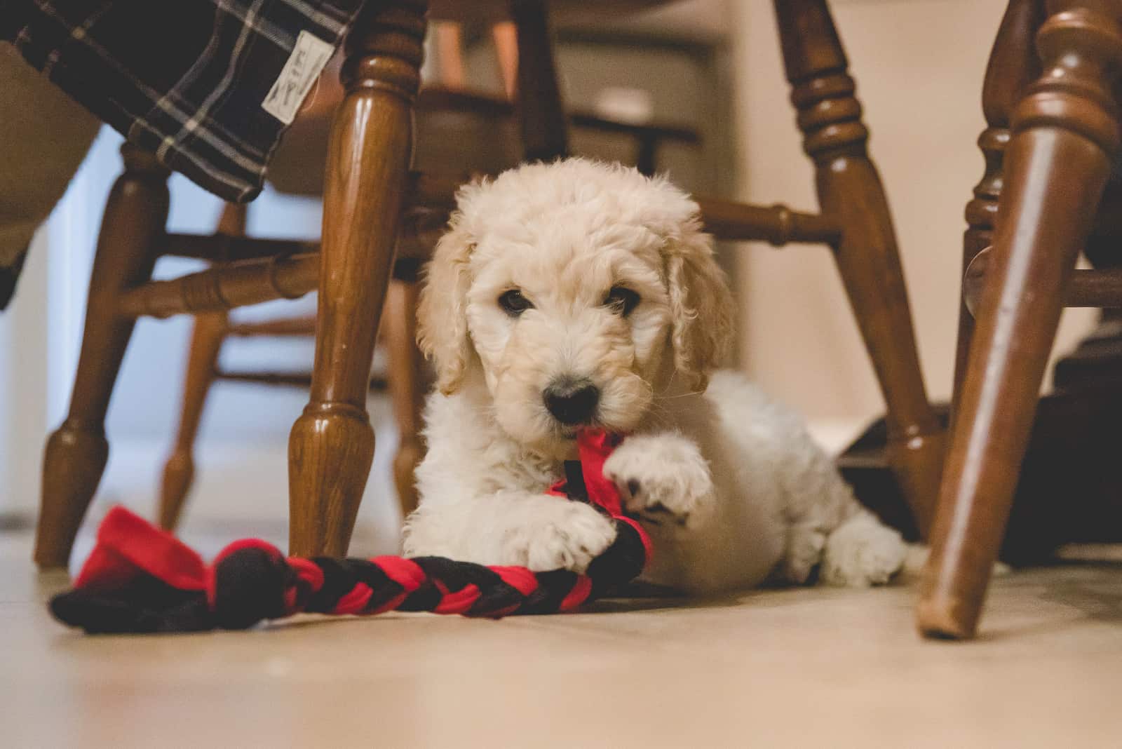 Goldendoodle Puppy chews the rope under the table