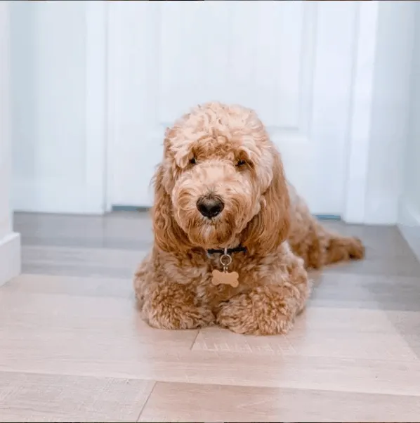 Goldendoodle Puppy sitting on floor