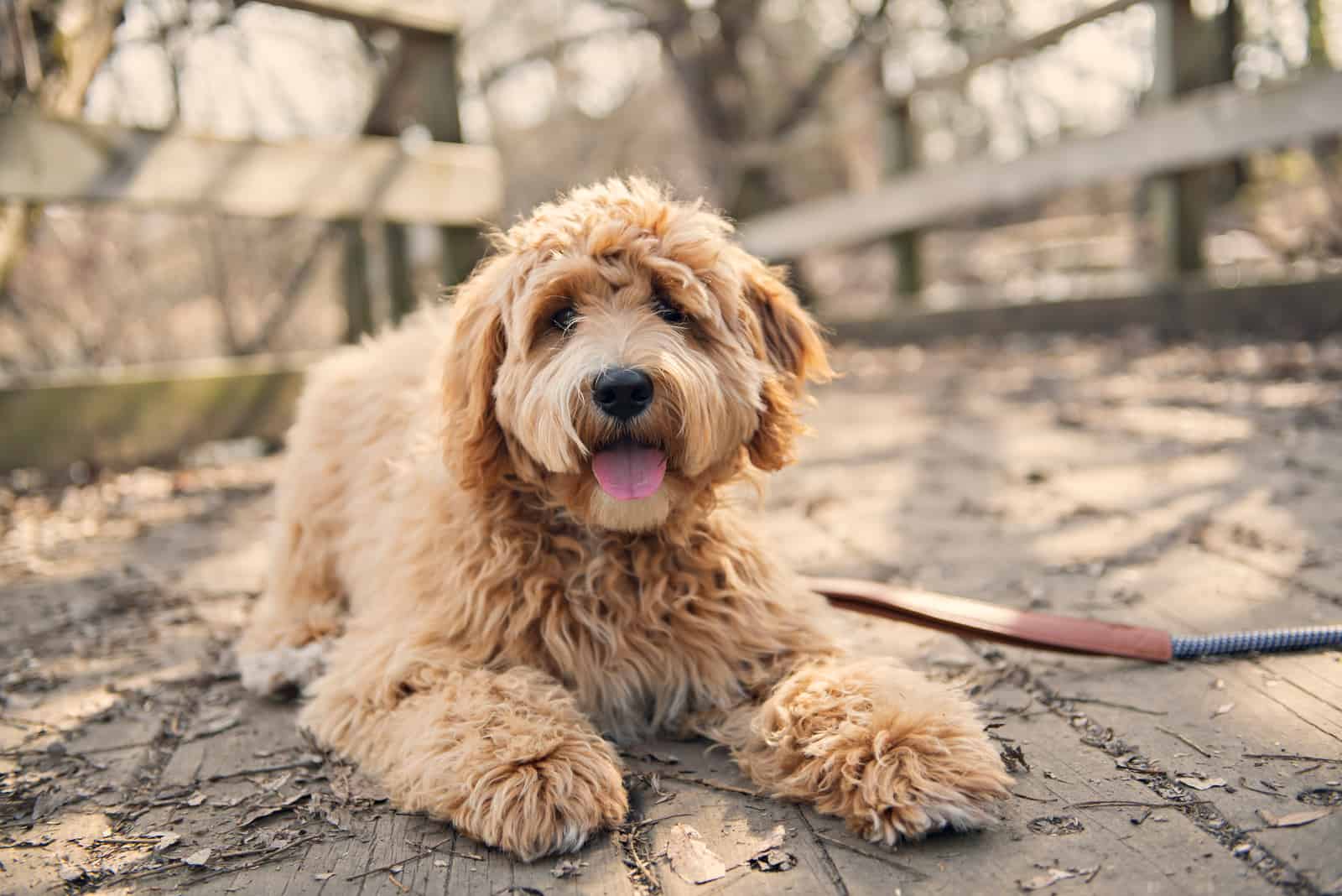 Goldendoodle lies on a wooden base
