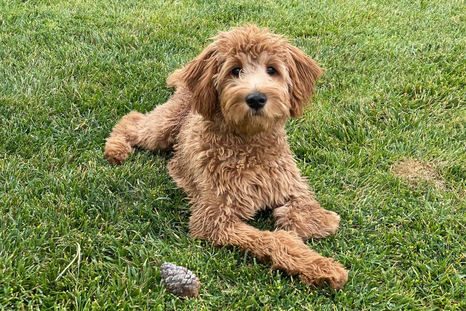 Goldendoodle puppy lying on a green lawn