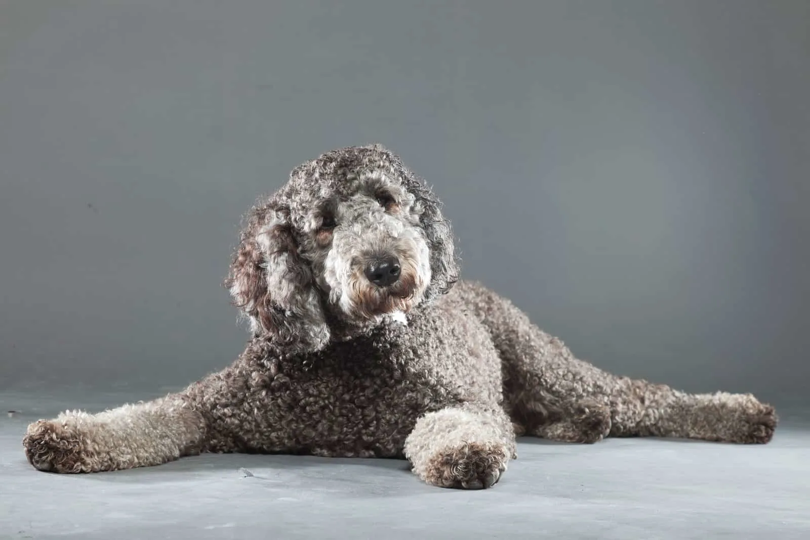 Gray labradoodle lies on a gray background