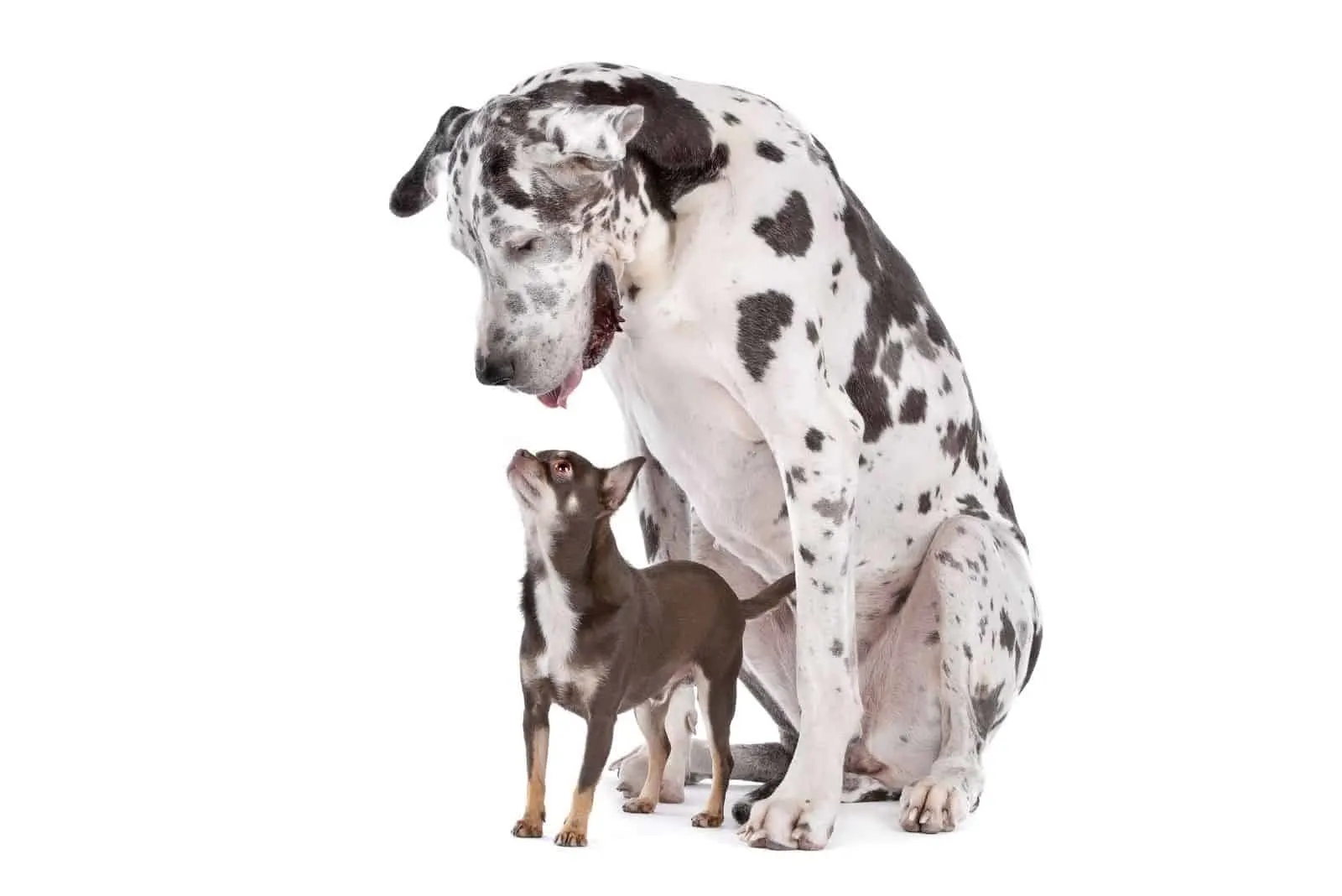 Great Dane Harlequin and a chihuahua standing against a white background
