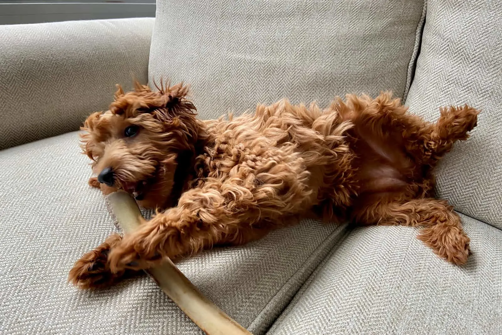 Happy Goldendoodle lies on the couch and chews a bone