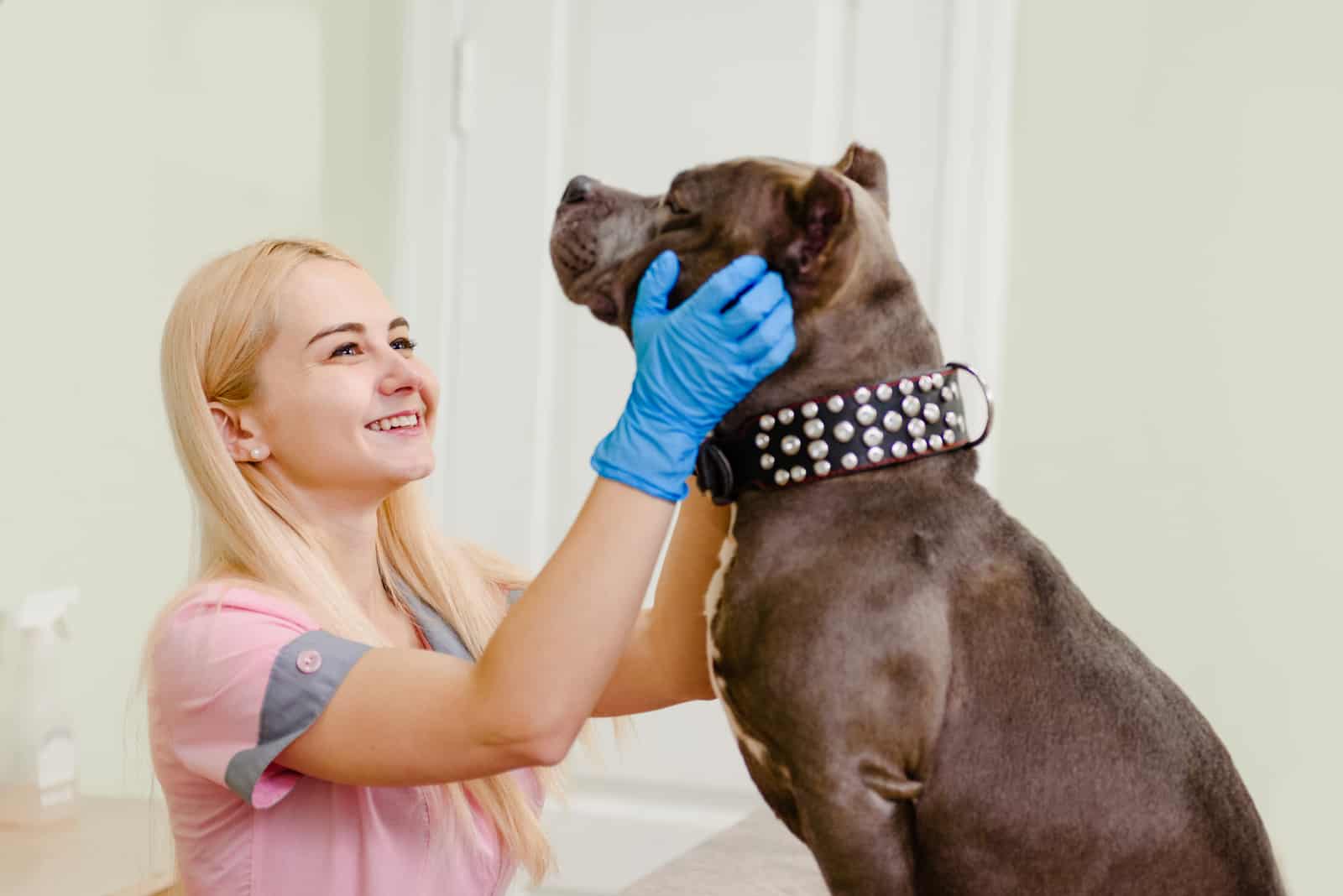 Happy young veterinarian checking health of american pitbull
