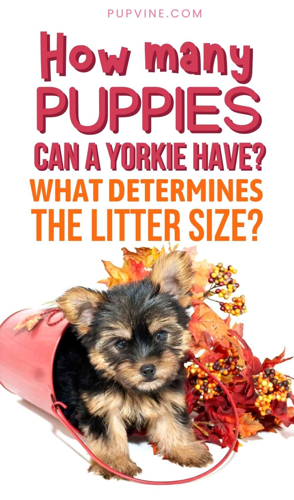 How Many Puppies Can A Yorkie Have What Determines The Litter Size