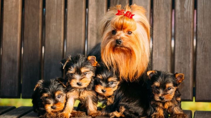 How Many Puppies Can A Yorkie Have? What Determines The Litter Size?
