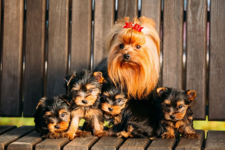 adorable yorkshire mother and puppies in the wooden bench outdoors