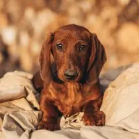 red Dachshund puppy lies and rests