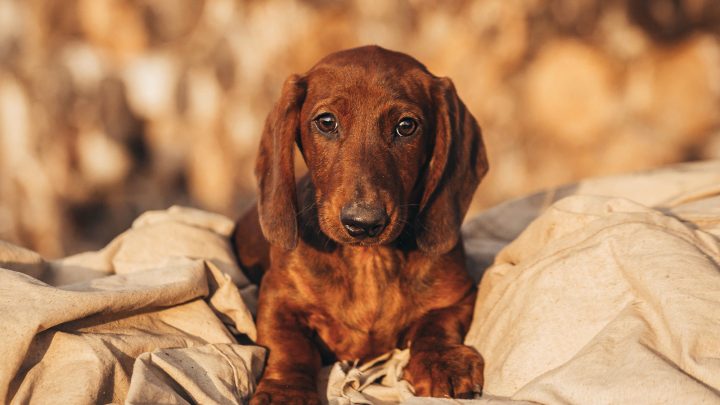 How Much Do Dachshunds Shed? Grooming And Care Overview