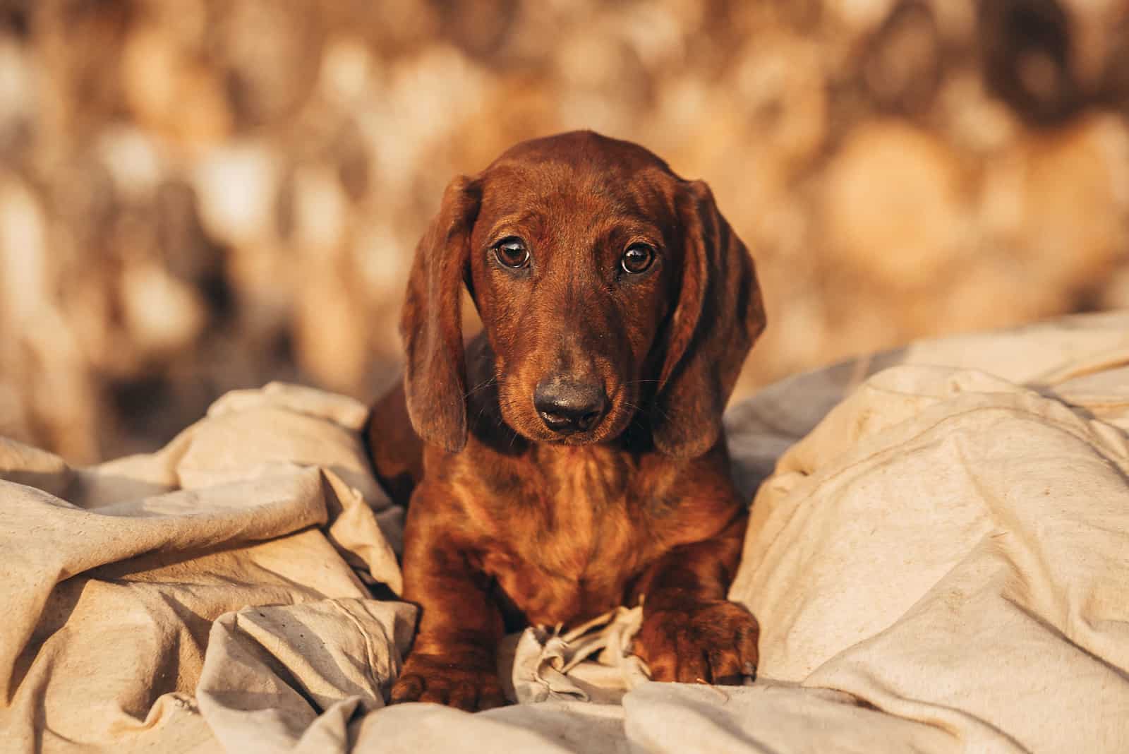 red Dachshund puppy lies and rests