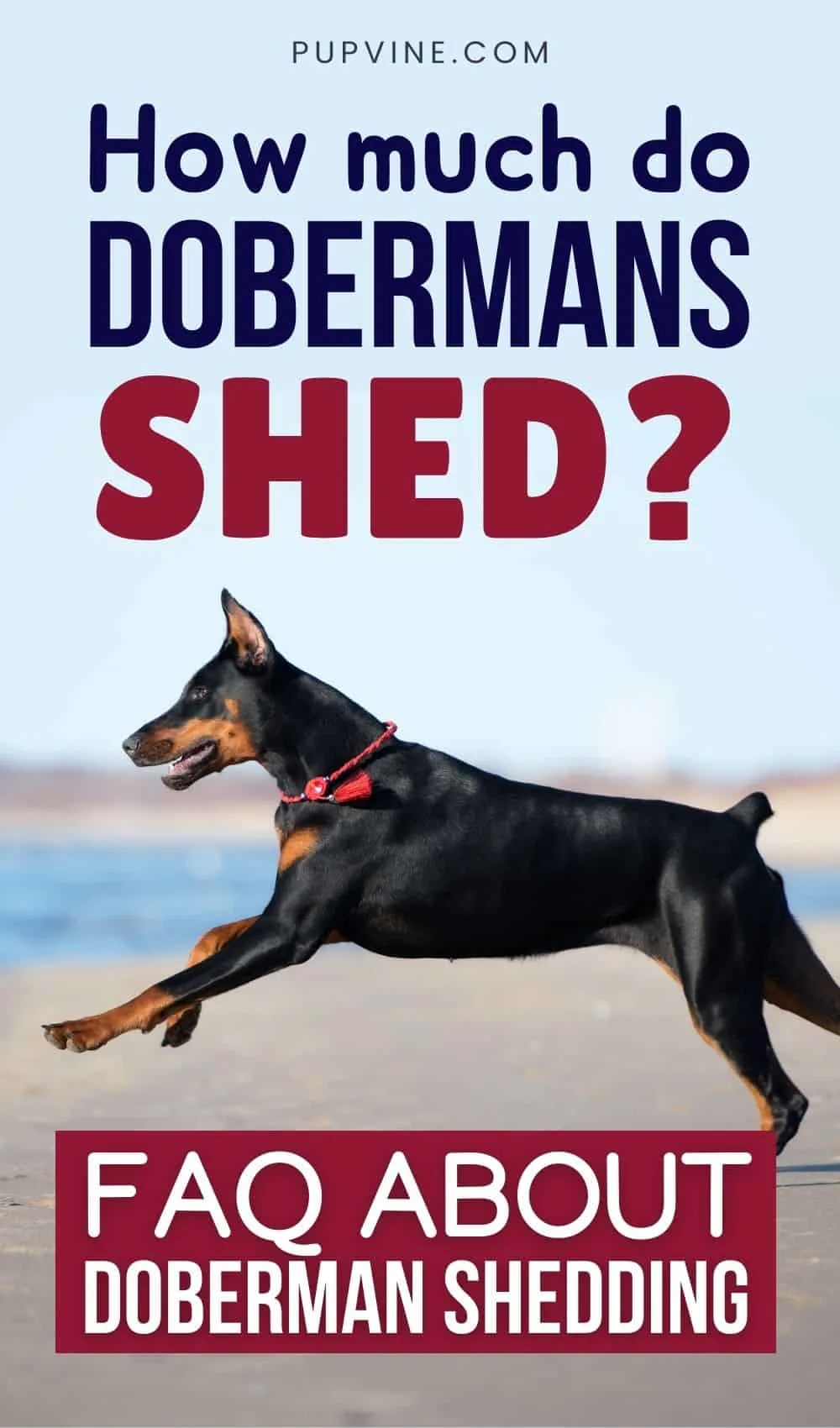How Much Do Dobermans Shed FAQ About Doberman Shedding