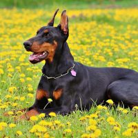 beautiful doberman relaxing and sitting in the yellow flower field outdoors