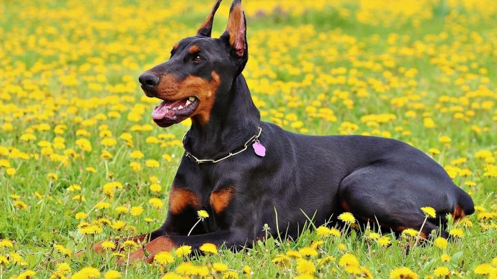 How Much Do Dobermans Shed? FAQ About Doberman Shedding