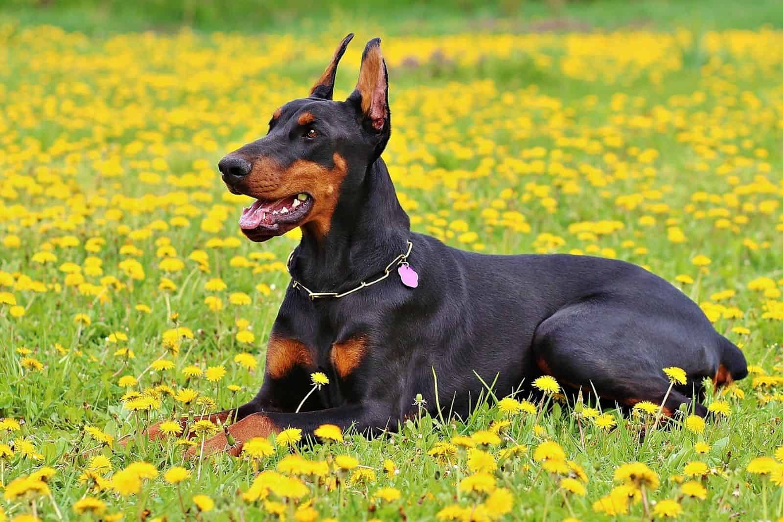 beautiful doberman relaxing and sitting in the yellow flower field outdoors