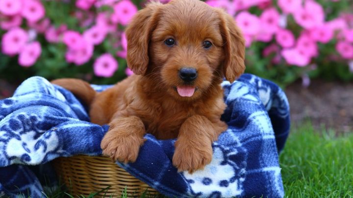 How To Tell How Big A Mixed Puppy Will Get