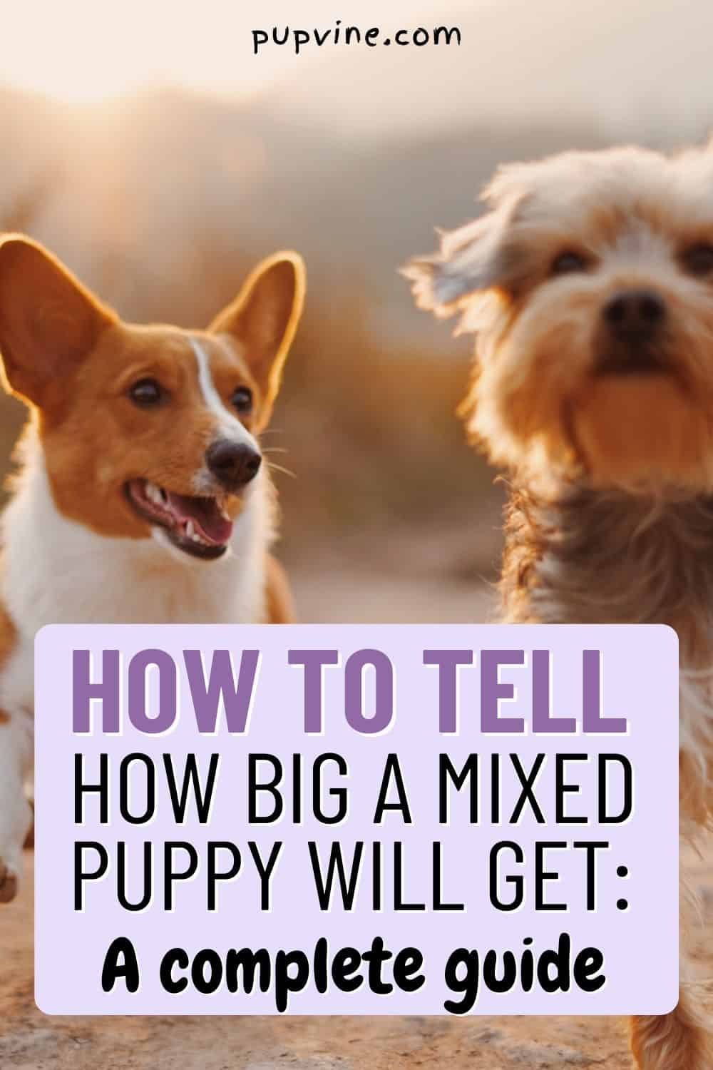 How To Tell How Big A Mixed Puppy Will Get – A Complete Guide