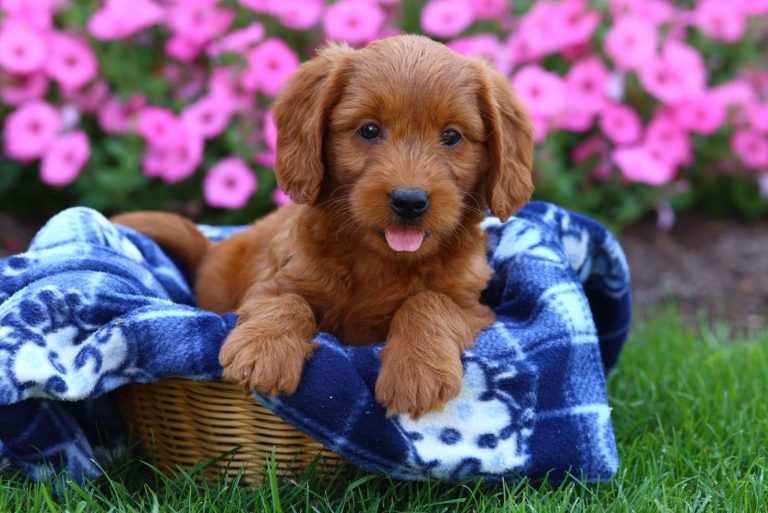 a cute puppy of mixed labrador and poodle mixed sitting on basket