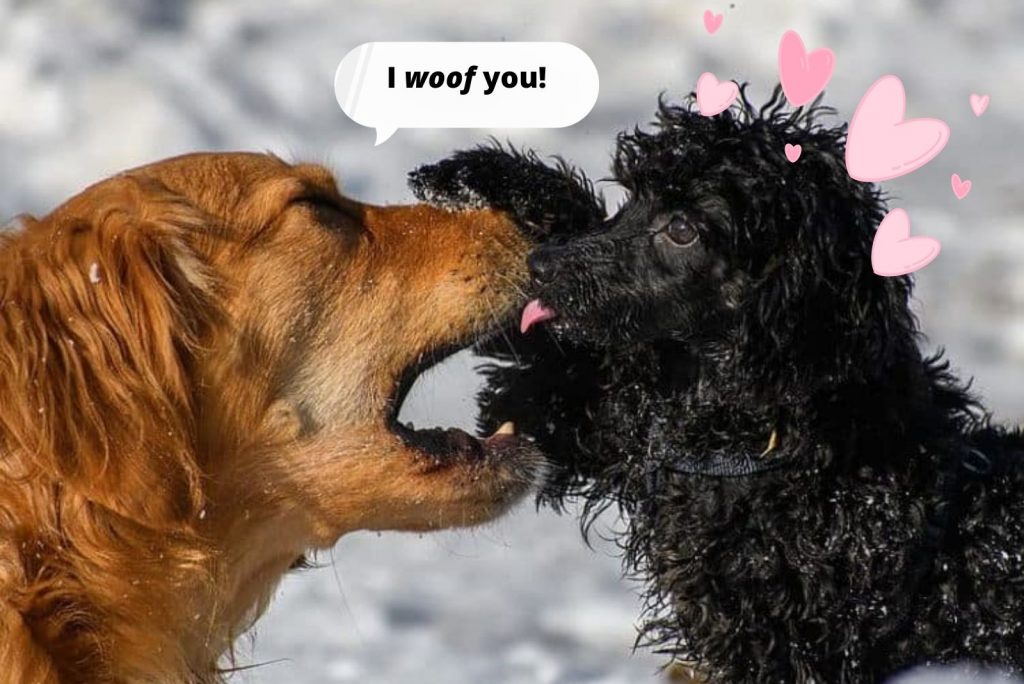 How the Golden Retriever and the Poodle Fell In Love