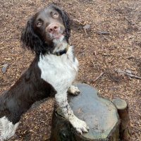 cocker spaniel