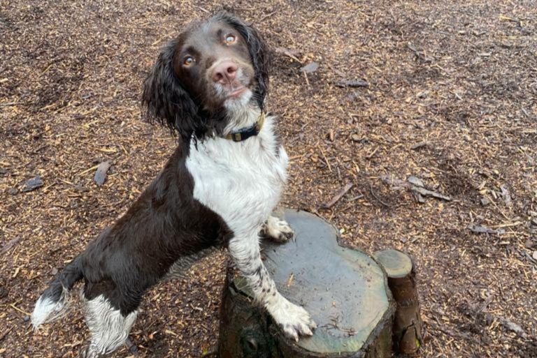 cocker spaniel