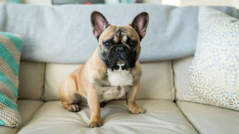 French bulldog sitting on couch