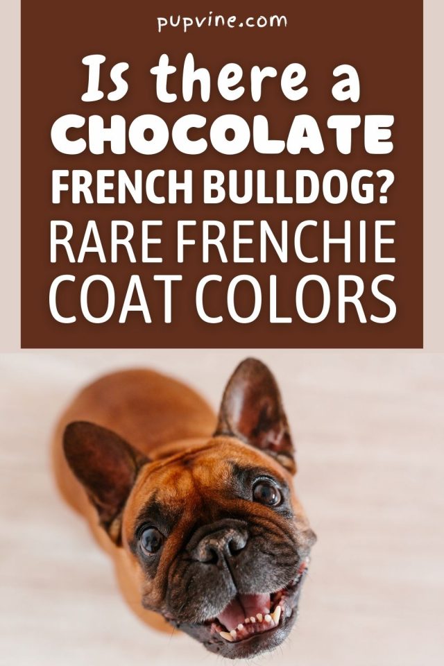 Chocolate French Bulldog: All On This Rare Coat Color