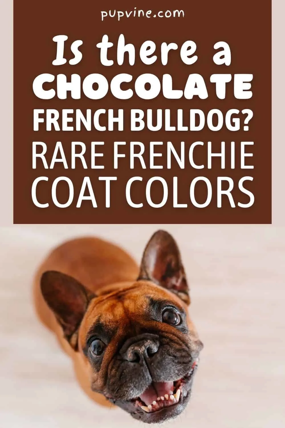 Is There A Chocolate French Bulldog? Rare Frenchie Coat Colors