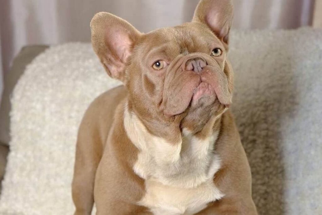 Is There A Chocolate French Bulldog? Rare Frenchie Coat Colors