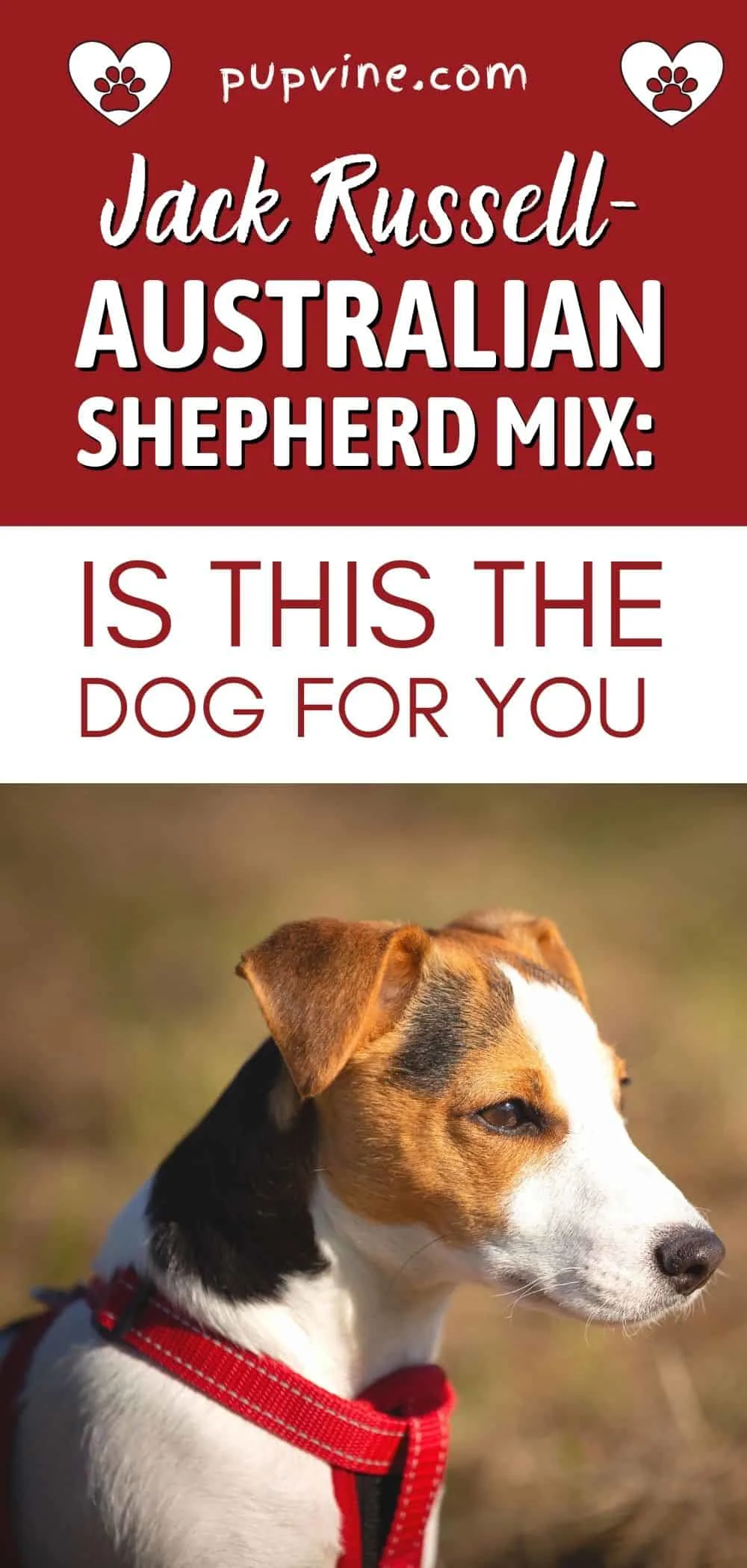 Jack Russell - Australian Shepherd Mix: Is This The Dog For You