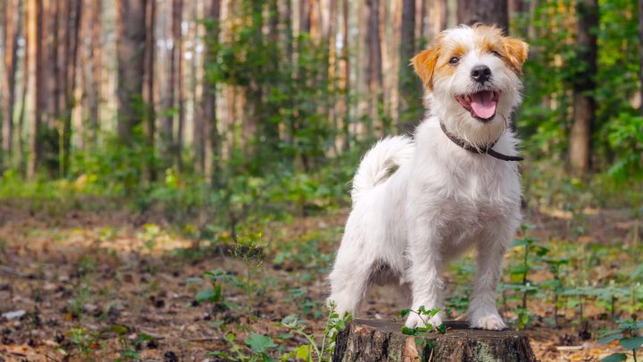 Jack Russell – Australian Shepherd Mix: Is This The Dog For You?