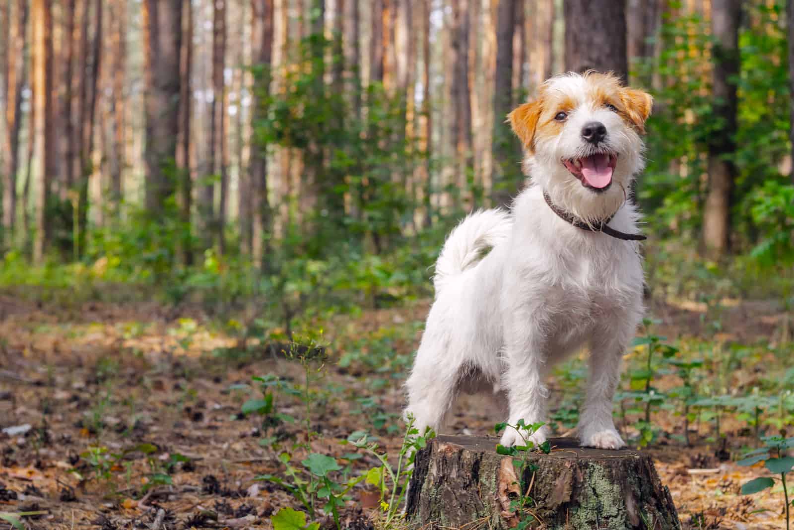 a jack russel aussie shepherd mix dog standing on the cut wood in the forest