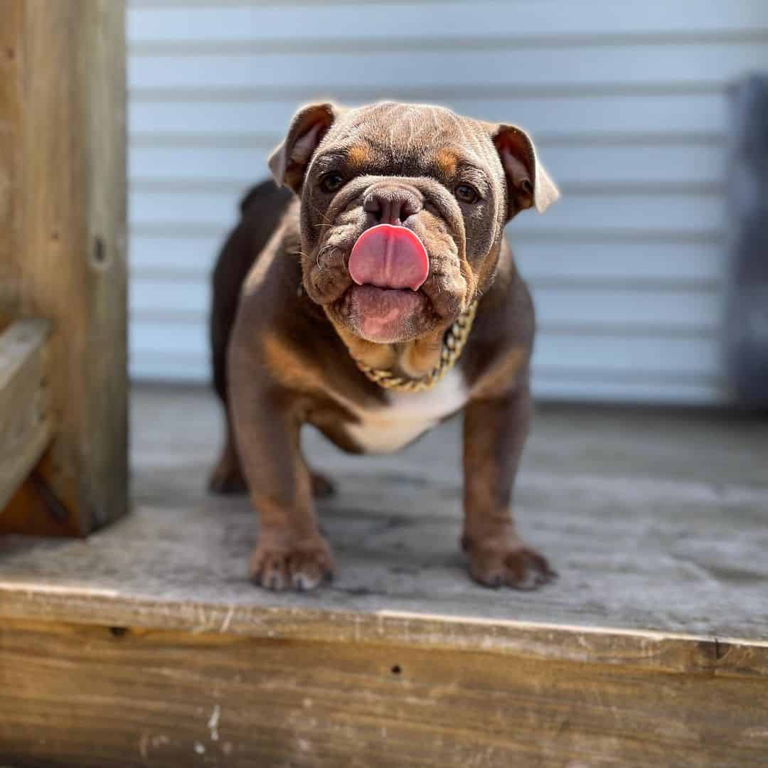 cute little Lilac English Bulldog 