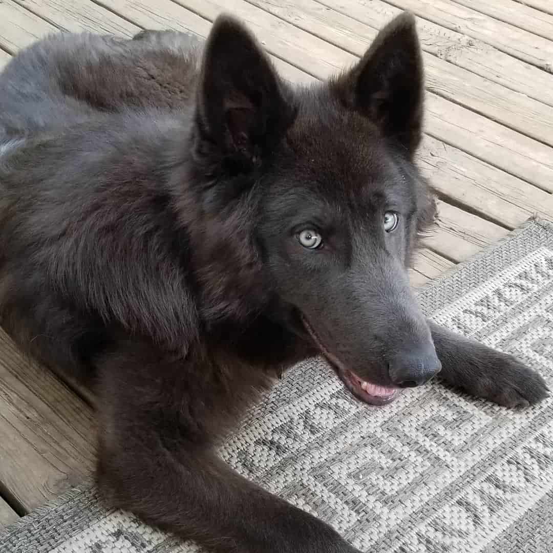 Lycan Shepherd dog lying on the floor