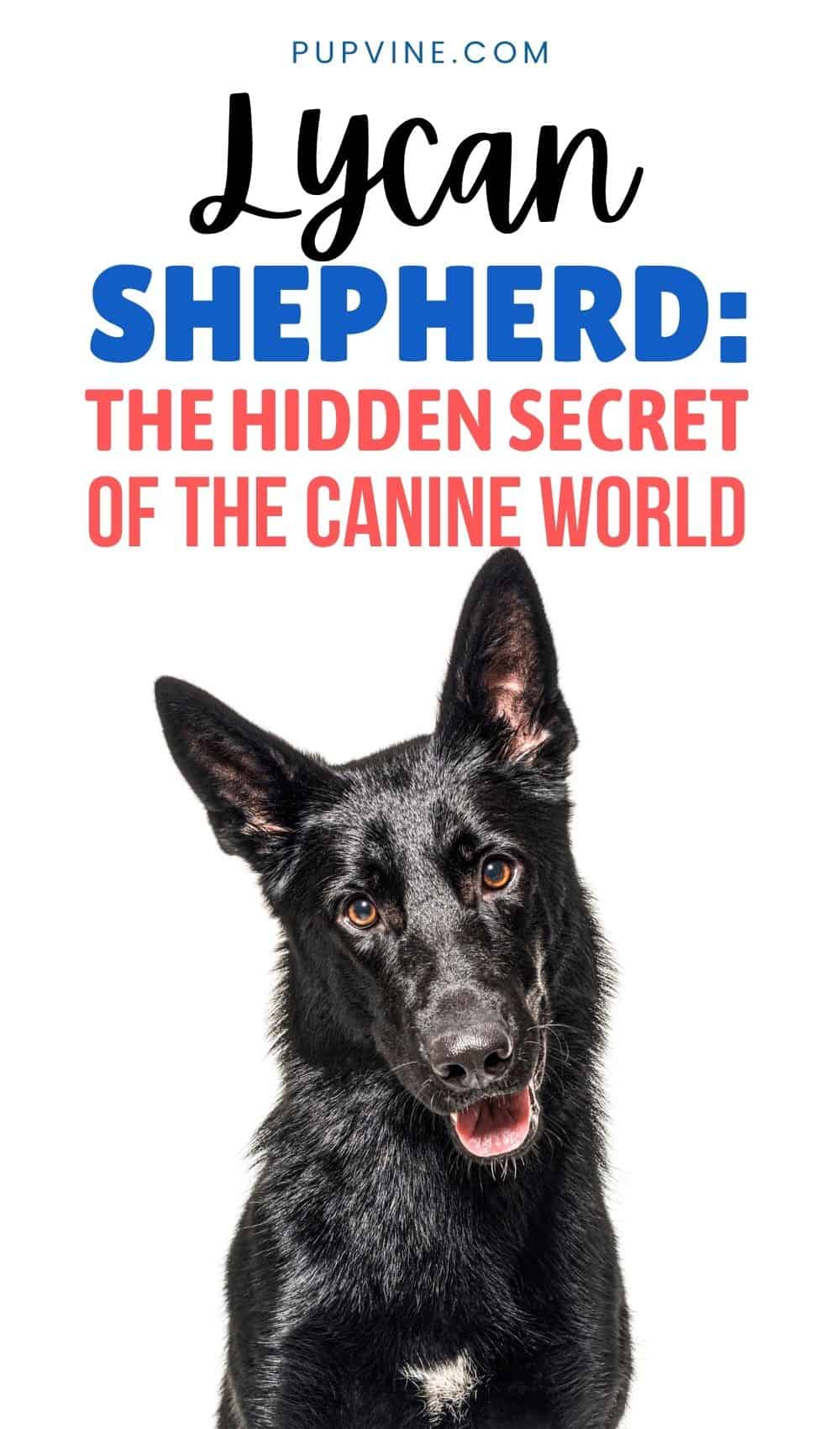 Lycan Shepherd: The Hidden Secret Of The Canine World