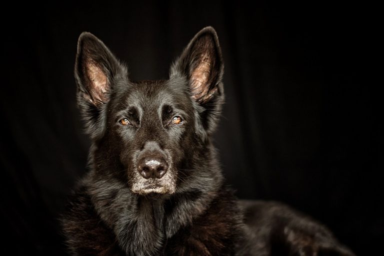 portrait of black lyncan shepard