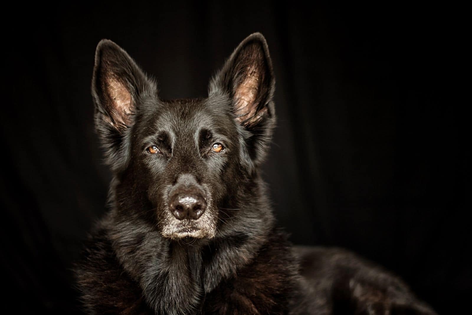 portrait of black lyncan shepard