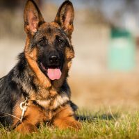 German shepherd sitting in the grass