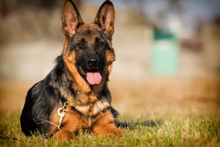 German shepherd sitting in the grass