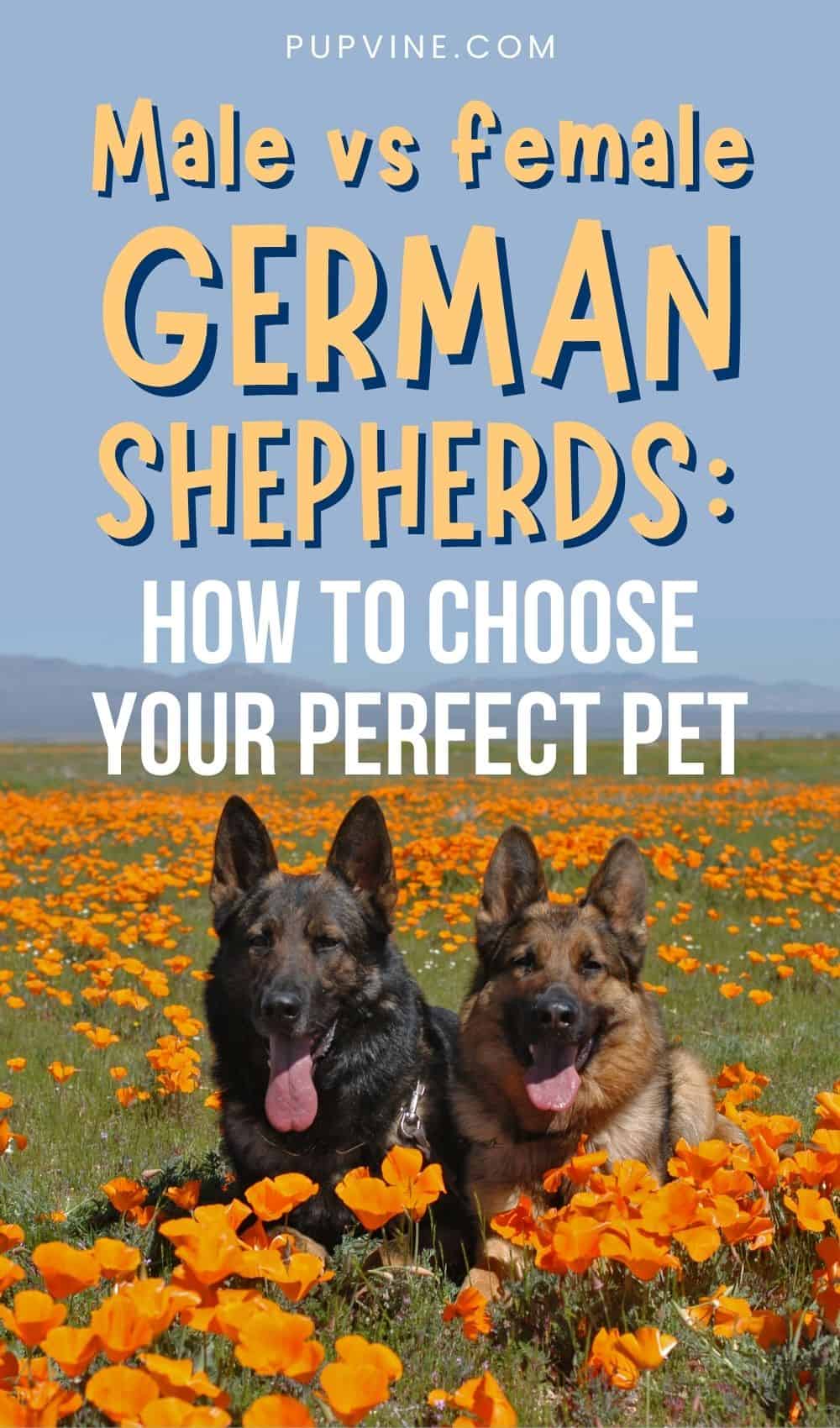 Male Vs Female German Shepherds How To Choose Your Perfect Pet